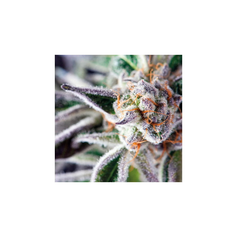 Do-Si-Dos -  Autofloraison - Pyramid Seeds