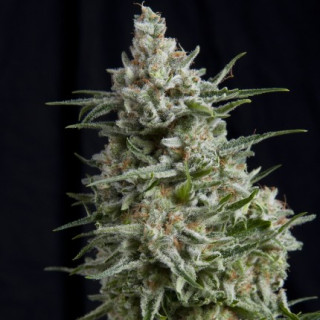 Anesthesia - F1 -  Autofloraison - Pyramid Seeds