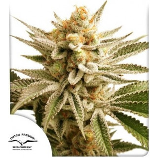 Lemon Z - Féminisée - Dutch Passion | ROOTS-SEEDS.FR