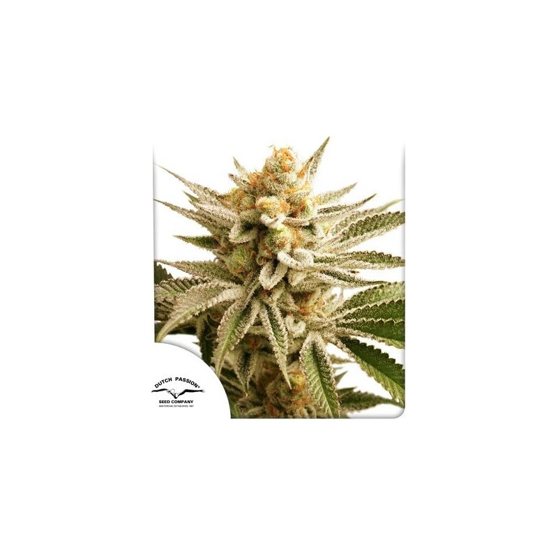 Lemon Z - Féminisée - Dutch Passion | ROOTS-SEEDS.FR