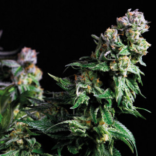 Purple Urkle -  Autofloraison - Pyramid Seeds