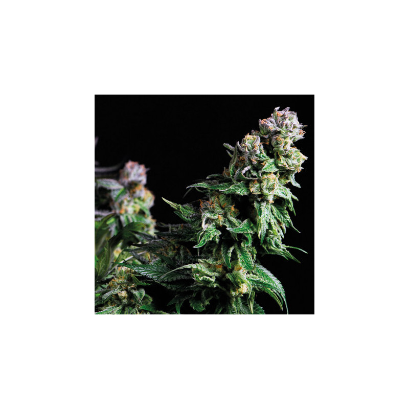 Purple Urkle -  Autofloraison - Pyramid Seeds