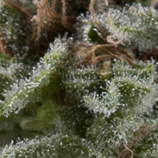 Auto Lennon -  Autofloraison - Pyramid Seeds