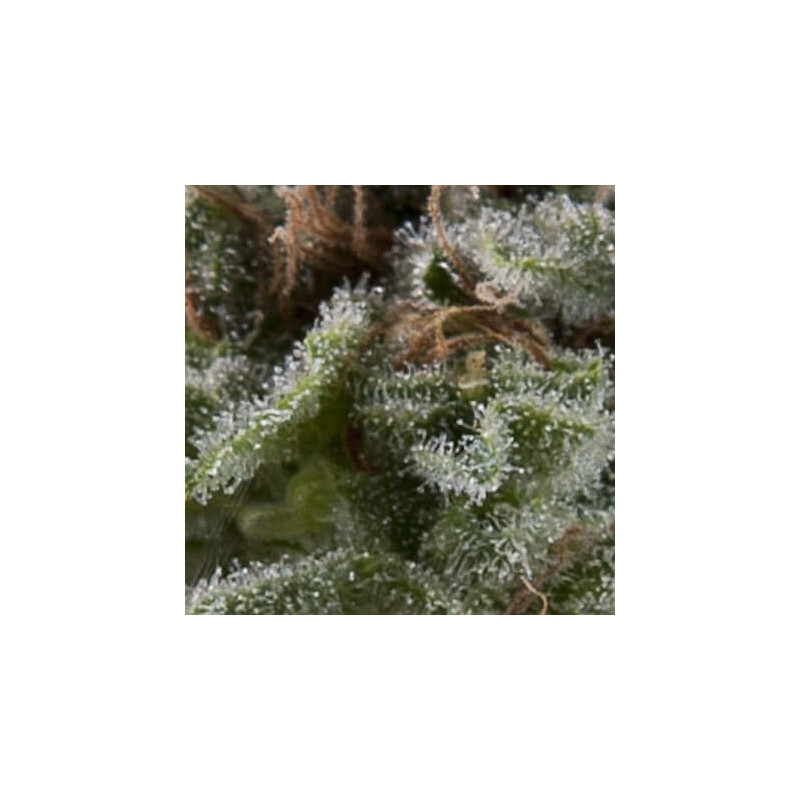 Auto Lennon -  Autofloraison - Pyramid Seeds