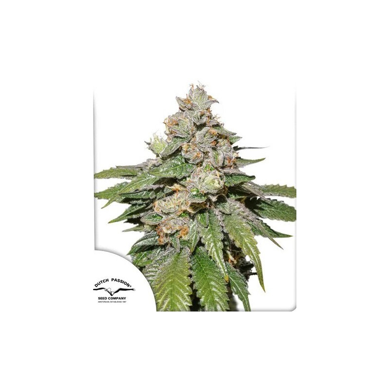 Mokum’s Tulip - Autofloraison - Dutch passion | ROOTS-SEEDS.FR
