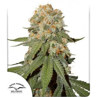 Orange Bud - Régulière - Dutch Passion | ROOTS-SEEDS.FR