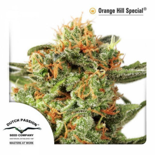 "Orange Hill Special - REG - Dutch Passion"
