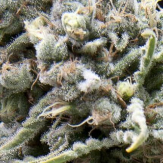 White Widow CBD -  Autofloraison - Pyramid Seeds