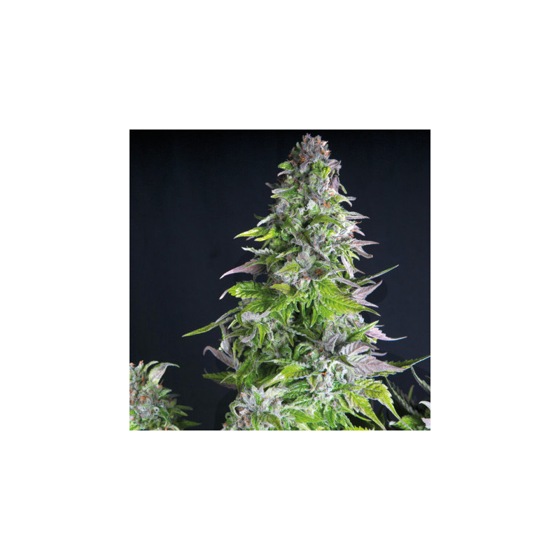 Romulan -  Autofloraison - Pyramid Seeds