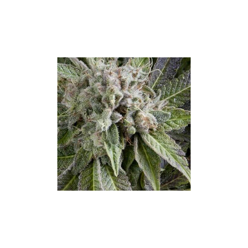 Auto Blue Pyramid -  Autofloraison - Pyramid Seeds