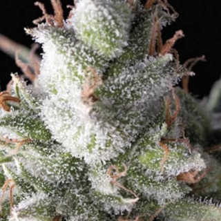 Auto Ramses -  Autofloraison - Pyramid Seeds
