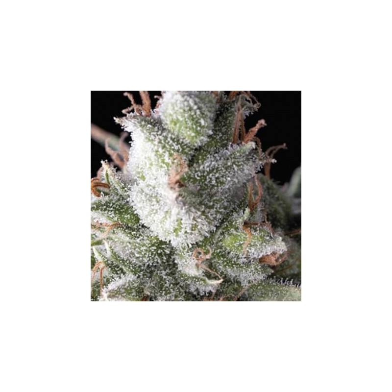 Auto Ramses -  Autofloraison - Pyramid Seeds