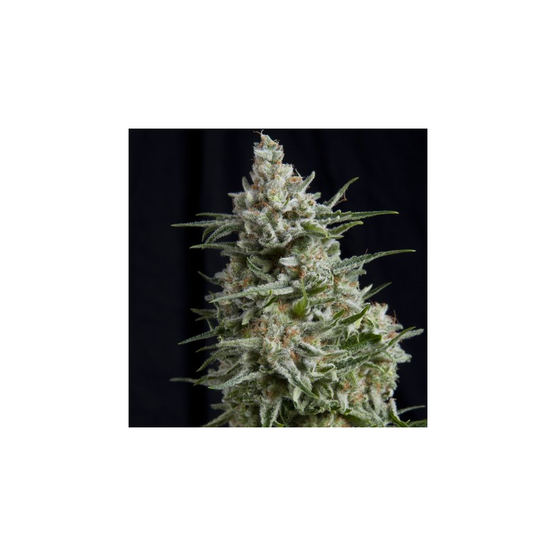Anesthesia -  Autofloraison - Pyramid Seeds