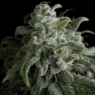 Nefertiti -  Autofloraison - Pyramid Seeds