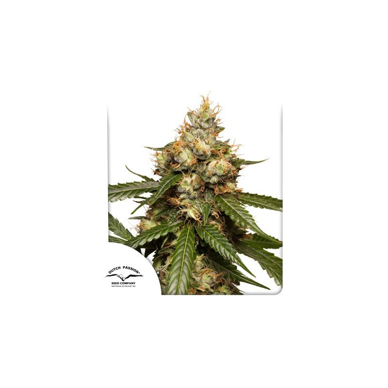 THC Victory - Autofloraison - Dutch Passion | ROOTS-SEEDS.FR