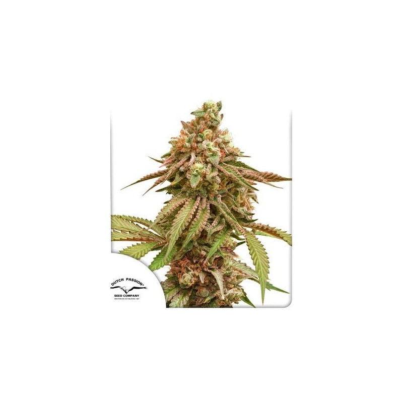 Tropical Tangie - Féminisée - Dutch Passion | ROOTS-SEEDS.FR