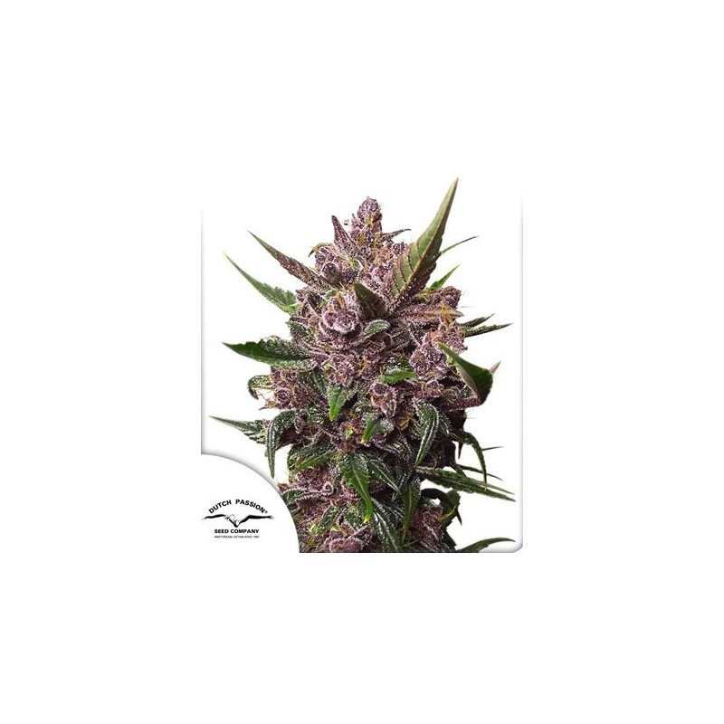 Blackberry Kush - Autofloraison - Dutch Passion | ROOTS-SEEDS.FR