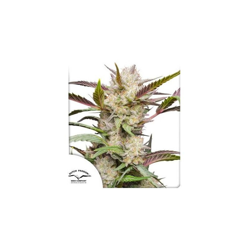 Mimosa Punch - Autofloraison - Dutch Passion | ROOTS-SEEDS.FR