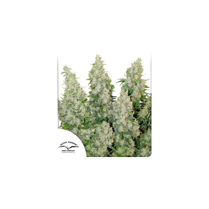 Think Different - Autofloraison - Dutch Passion | ROOTS-SEEDS.FR