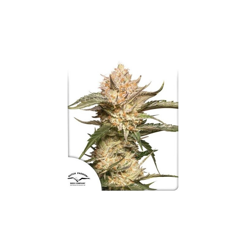 Trichome & Cream - Autofloraison - Dutch Passion | ROOTS-SEEDS.FR