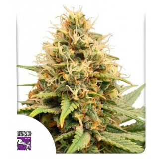 Crystal White Kush - Féminisée - Dutch Passion | ROOTS-SEEDS.FR