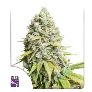 Kosher Haze - Féminisée - Dutch Passion | ROOTS-SEEDS.FR
