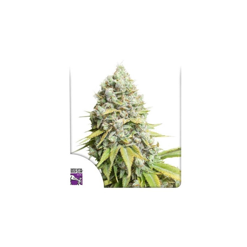 Kosher Haze - Régulière - Dutch Passion | ROOTS-SEEDS.FR