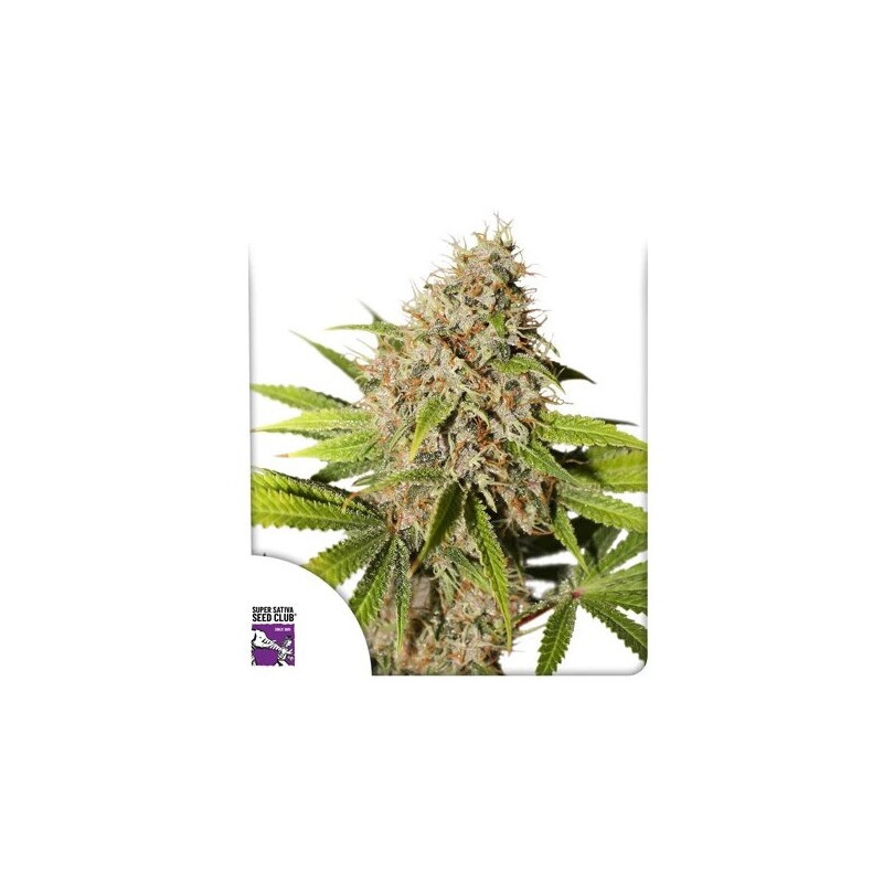 Pineapple Poison - Féminisée - Dutch Passion | ROOTS-SEEDS.FR