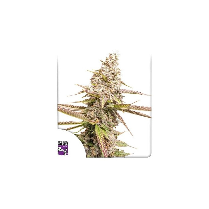 Strawberry Cookies - Féminisée - Dutch Passion | ROOTS-SEEDS.FR