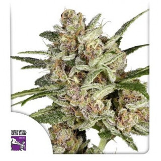 Super Mad Sky Floater - Féminisée - Dutch Passion | ROOTS-SEEDS.FR