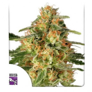 TnT Trichome - Féminisée - Dutch Passion | ROOTS-SEEDS.FR