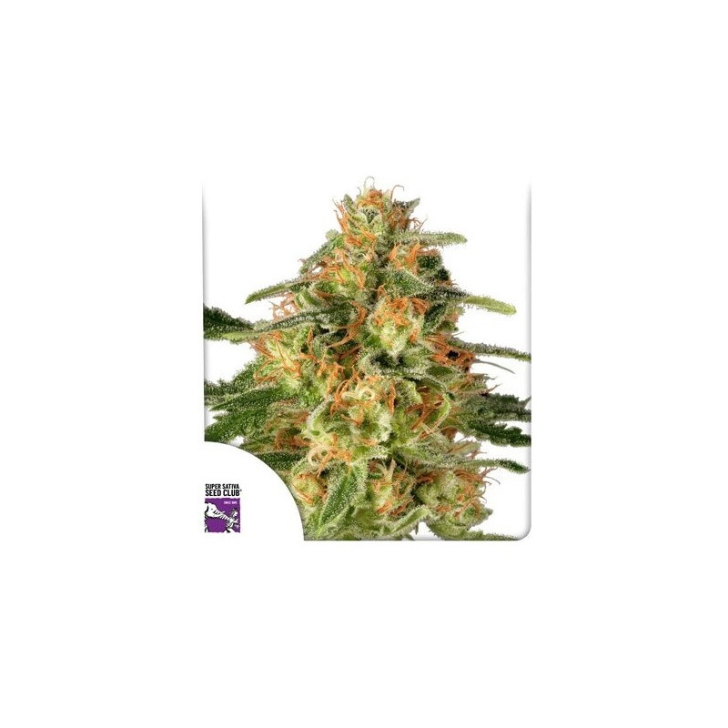 TnT Trichome - Féminisée - Dutch Passion | ROOTS-SEEDS.FR