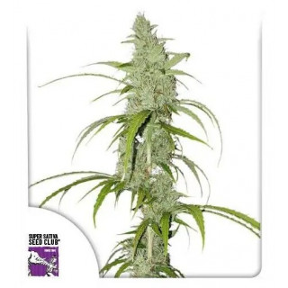 Creeper - Autofloraison - Dutch Passion | ROOTS-SEEDS.FR