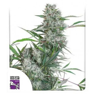 Creeper -  Régulière - Dutch Passion | ROOTS-SEEDS.FR