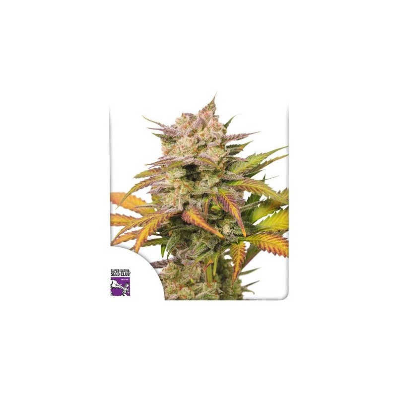 Sweet Bourbon Kush - Autofloraison - Dutch Passion | ROOTS-SEEDS.FR