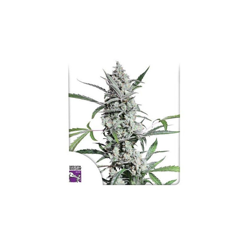 Fat Pete’s Cookies - Autofloraison - Dutch Passion | ROOTS-SEEDS.FR