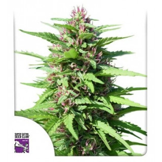 Friesland - Régulière - Dutch Passion | ROOTS-SEEDS.FR