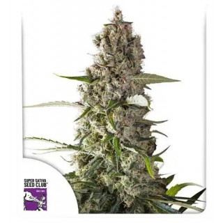 Prima Hollandica - Régulière - Dutch Passion | ROOTS-SEEDS.FR
