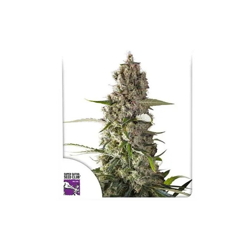 Prima Hollandica - Régulière - Dutch Passion | ROOTS-SEEDS.FR