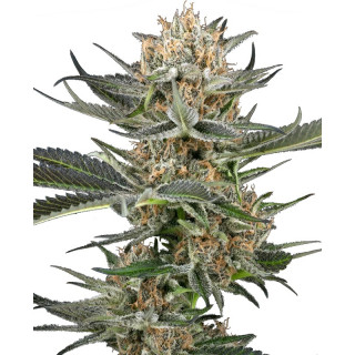 Graines de Thin Mint Kiwi à Autofloraison