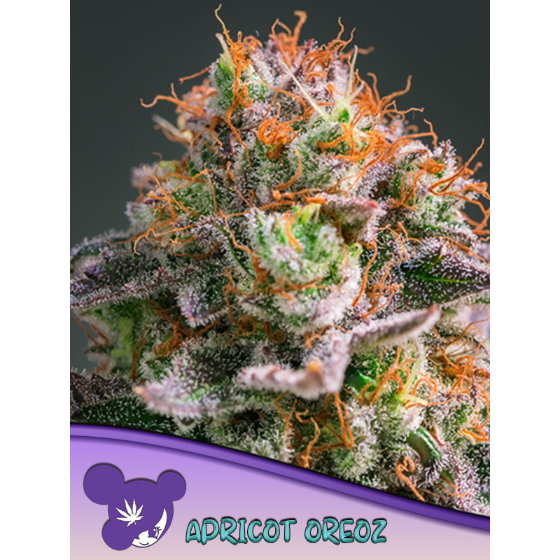 Apricot Oreoz - Féminisée - Anesia Seeds | ROOTS-SEEDS.FR