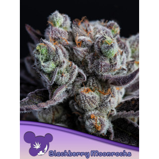 Blackberry Moonrocks - Féminisée - Anesia Seeds | ROOTS-SEEDS.FR