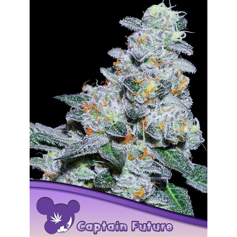 Captain Future - Féminisée - Anesia Seeds | ROOTS-SEEDS.FR