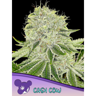 Cash Cow - Féminisée - Anesia Seeds | ROOTS-SEEDS.FR