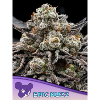 Epic Buzz - Féminisée - Anesia Seeds | ROOTS-SEEDS.FR