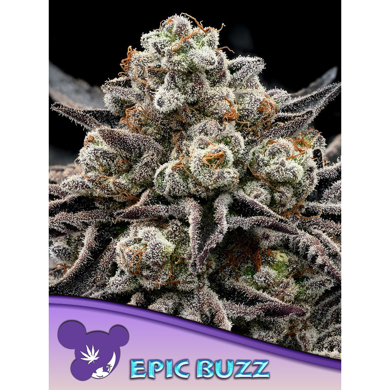 Epic Buzz - Féminisée - Anesia Seeds | ROOTS-SEEDS.FR
