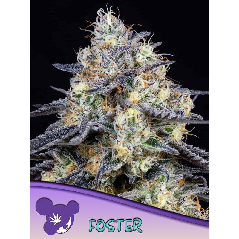 Foster - Féminisée - Anesia Seeds | ROOTS-SEEDS.FR