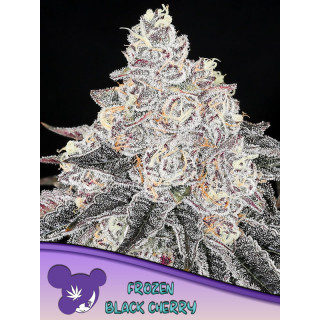 Frozen Black Cherry - Féminisée - Anesia Seeds | ROOTS-SEEDS.FR