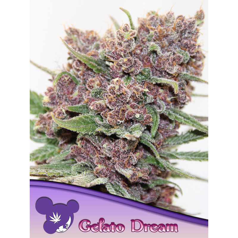 Gelato Dream - Féminisée - Anesia Seeds | ROOTS-SEEDS.FR