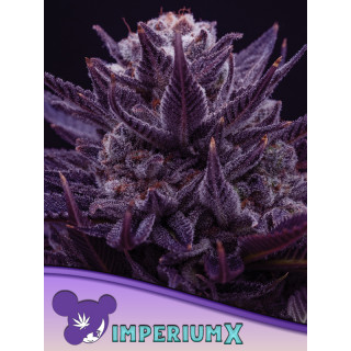 Imperium X - Féminisée - Anesia Seeds | ROOTS-SEEDS.FR